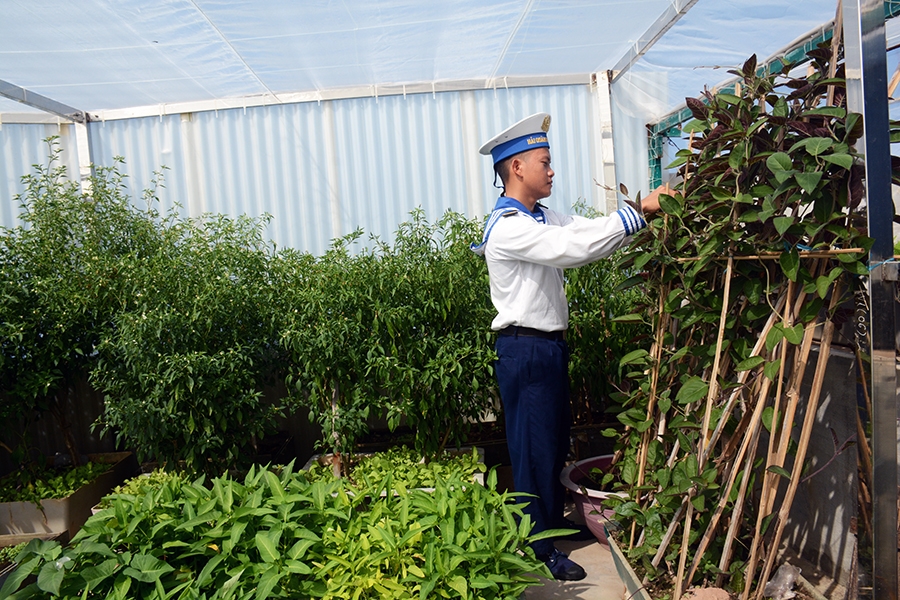 Vườn rau trên Đảo Tiên Nữ đều được che chắn cẩn thận, tránh gió biển mặn và hạn chế nắng nóng.